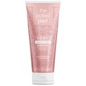 the potted plant Plums & Cream Body Wash 3.4 Fl. Oz.